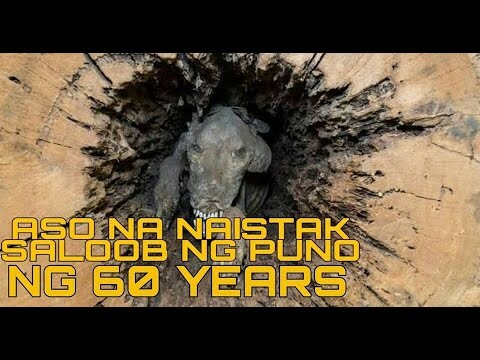 ASO NA NAISTAK SA LOOB NG PUNO NG 60 YEARS | HEINZZ TV