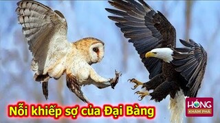 Chim Cú Mèo - Sát Thủ bóng đêm là nỗi khiếp sợ của Đại Bàng| Hóng Khám Phá