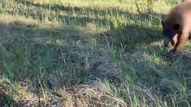 Người đàn ông gặp gấu đen và dùng bình xịt gấu để dọa nó bỏ chạy