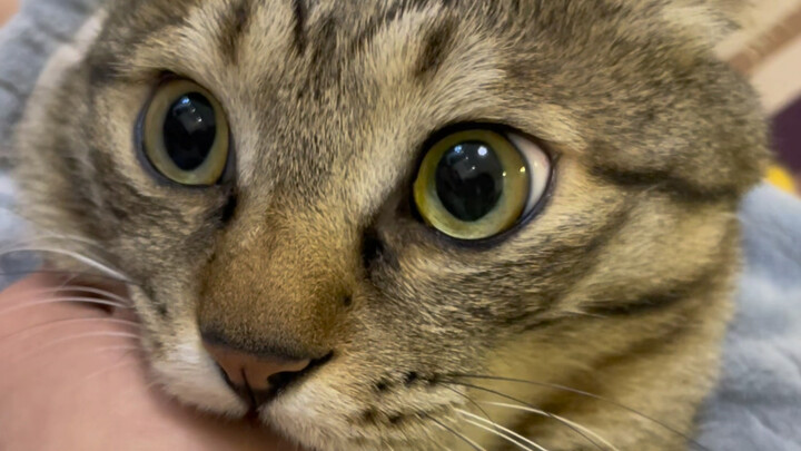Looks like I managed to trick the little kitten—it seems to believe that bites really hurt, so it do