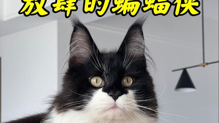 Is your Maine Coon just as bold at home?