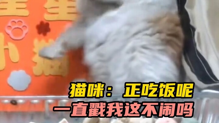 The cat doesn’t understand; it just blindly ducks and dodges.