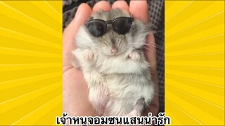 สัตว์เลี้ยงเพื่อนขนปุย : เจ้าหนูจอมซนแสนน่ารัก