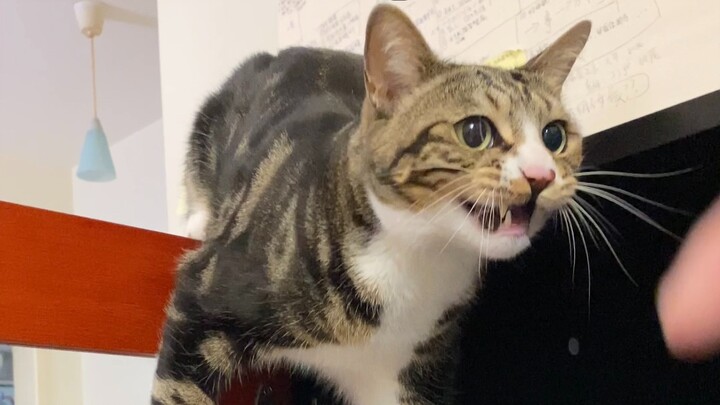 We’ve Moved! We’ve Moved! [Pee-Pee Is a Cat]