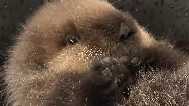 Memang kelihatannya bengong, tapi berang-berang laut sebenarnya sangat cerdas!
