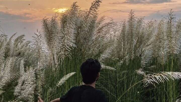 কাশফুল বাংলাদেশ
