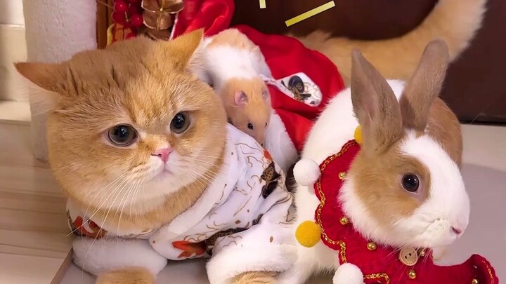 Cá viên và các bạn thân gửi lời chúc Tết đến mọi người, chúc tất cả một năm mới vui vẻ!