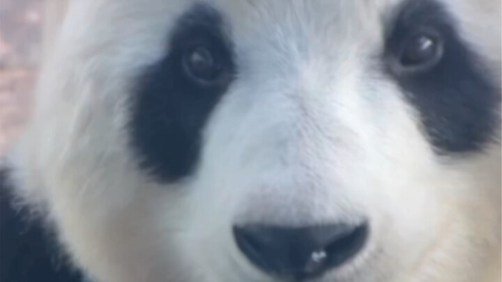 Haha, bé Phi Vân biết là ăn quýt thì phải bóc vỏ mà!