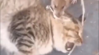 Yellow Wind Great Sage kills the Haki Tiger Vanguard