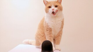 بث أكل ثلاث كلاب وقطتين بتقنية الصوت المحيطي ثلاثي الأبعاد، كلب الفرنساوي جعلني أظن أنني دخلت حظيرة 