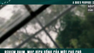 mục đích sống của 1 chú chó p1 #kenhcuaban