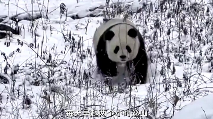 Every day, she wakes up two hours early to patrol the mountain. How tough is it for Xiaoxin, the que
