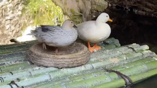 Sometimes, I Just want to be a duck