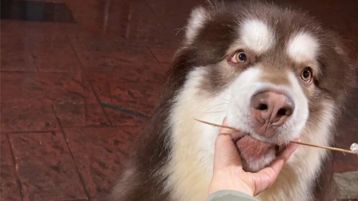 Cewek yang tinggal sendirian jangan sekali-kali pelihara anjing besar! Itu nggak baik buat si anjing