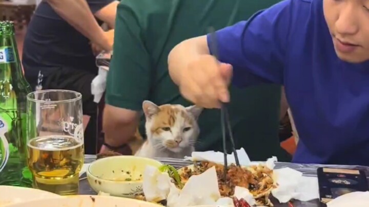 A stray kitten suddenly barges in at the dinner table—this scene is just too adorable!