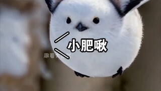الاسم الأصلي لـ Little Fatty هو Glutinous Rice Dumpling، ولقبه هو Northern Longtailed Tit