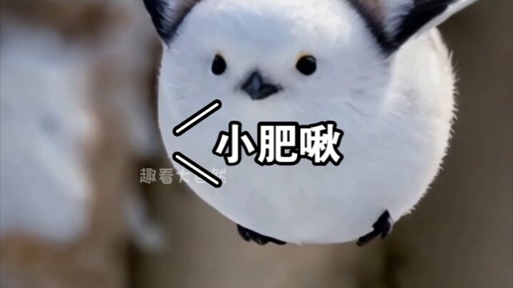 الاسم الأصلي لـ Little Fatty هو Glutinous Rice Dumpling، ولقبه هو Northern Longtailed Tit