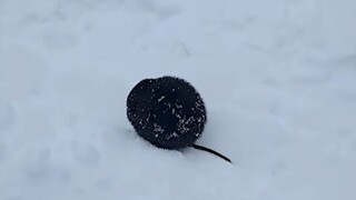 What kind of animal is this? It looks like a coal ball.
