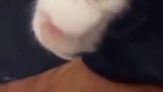 القط: أنت تموء، كلما مواءت أكثر، كلما زاد حماسي.
