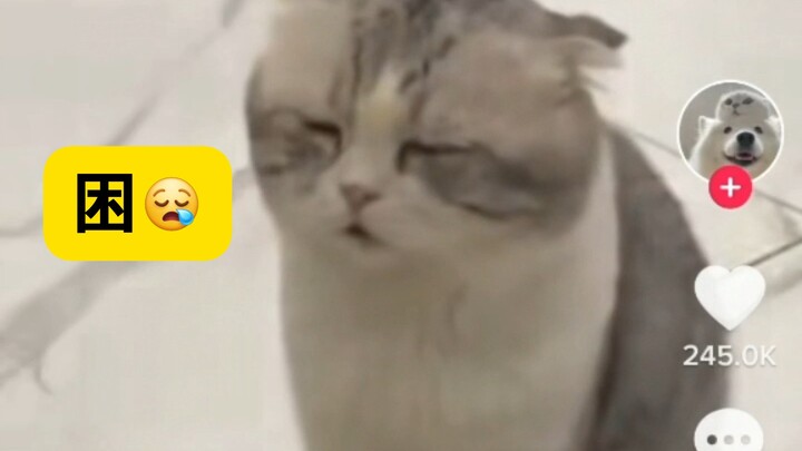 Pengguna TikTok: Membangunkan kucing! Kucing: Tidur ini harus kulanjutkan