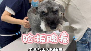 لا أعرف حتى أي عنوان أضعه، المهم أنه مجرد إجراء جراحة عيون للكلاب.