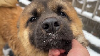 The social puppy got lost again and ran off with the bitch and can’t be found at all!