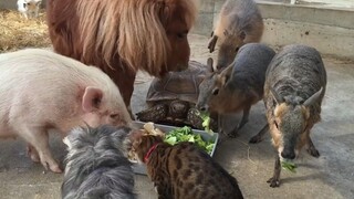 How do so many species coexist harmoniously?