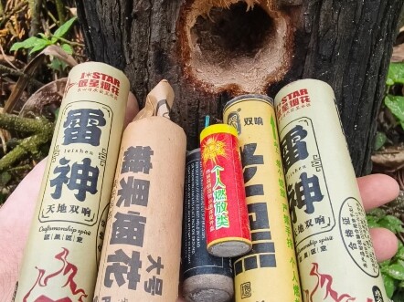 鞭炮炸树桩