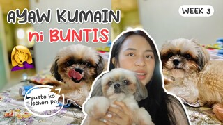 HEALTHY FOODS PARA SA BUNTIS NA SHIH TZU (BUNTIS UPDATE)