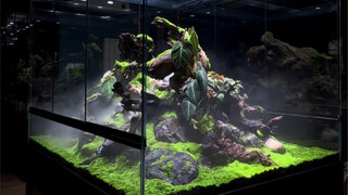 Magical plants in the rainforest tank