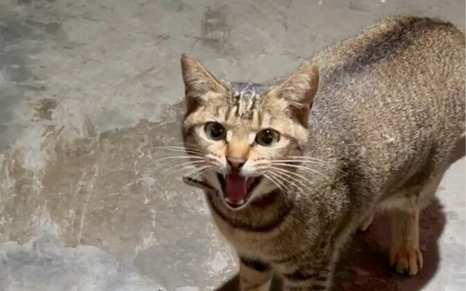 It’s really fun to quarrel with kittens! Finally it got anxious