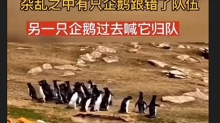 兄弟你跟错队伍啦