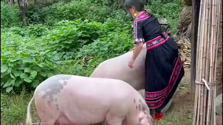 Yiku Searched—My Buddies!