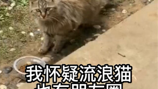 我怀疑流浪猫也有朋友圈！！！中午刚换了进口粮，晚上就。。