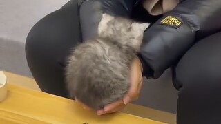 هذه الهرة الصغيرة، لو أعطيتني إياها سألعب بها طوال اليوم!