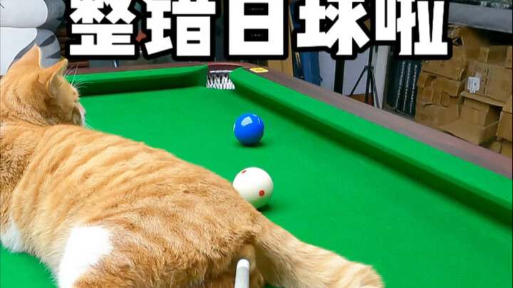 哈哈到底哪个球？