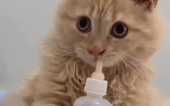 How is this different from a baby? Does your cat still drink milk?