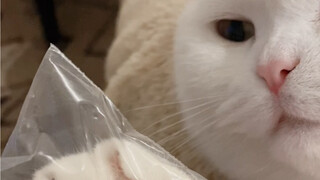 The little kitten's paws are so cute!