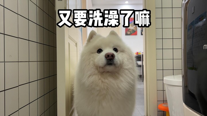 小狗狗沉浸式洗澡