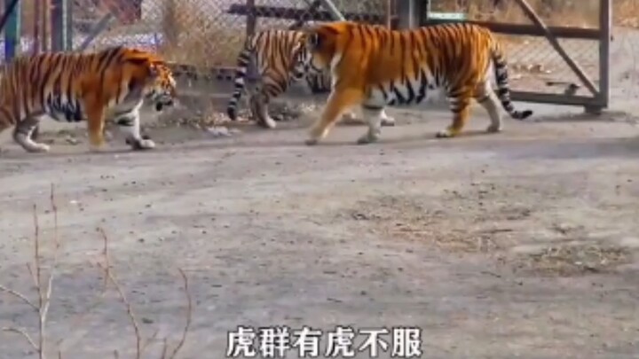 يتمتع بطبيعته بالجبروت؛ كوريا الجنوبية تستقدم نمرًا من شمال شرقي الصين، فتهرع النمور الأخرى مذعورةً 