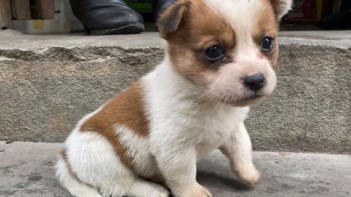 Wajib Ditonton Buat Cowok Ganteng — Anak Anjing dari Ujung Desa