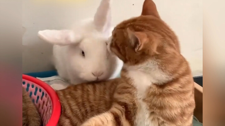 Chẳng ai có thể từ chối một bầy thú con đáng yêu thế này đâu!