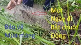 75 | Quê Hương Miền Tây | khám Phá | Săn Bắt | Ẩm Thực | Bắt chuột đồng | bảo vệ mùa màng | mouse