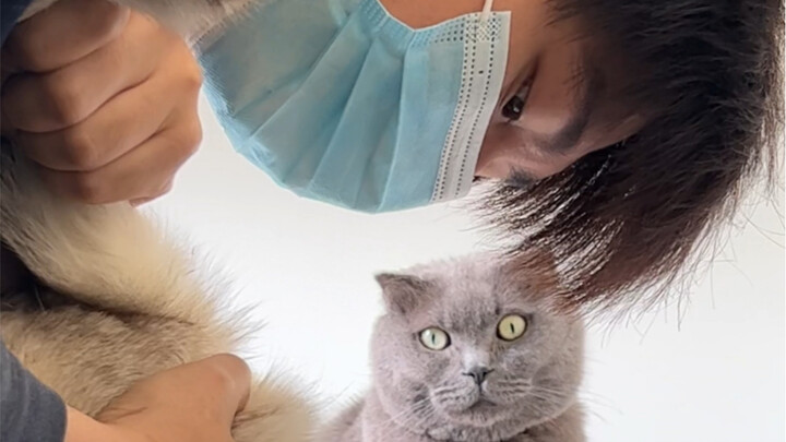 Easy to care for, narrowly escaped disaster through sheer strength