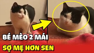 Chiếc mèo ta 2 mái ĐÁNG YÊU sợ Mẹ hơn con Sen 😂 | Yêu Lu