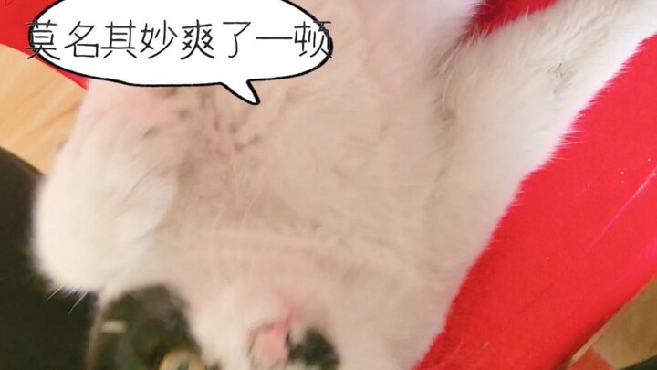 So it turns out a cat’s little tail tuft can be triggered manually too!