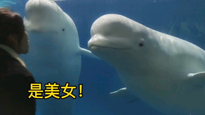 Paus putih juga “lebih mementingkan cinta daripada persahabatan”—dia nggak pernah marah apa pun yang