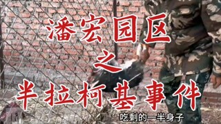 潘宏园区之半拉柯基事件