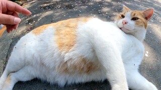 The fat cat rolls around and meows.