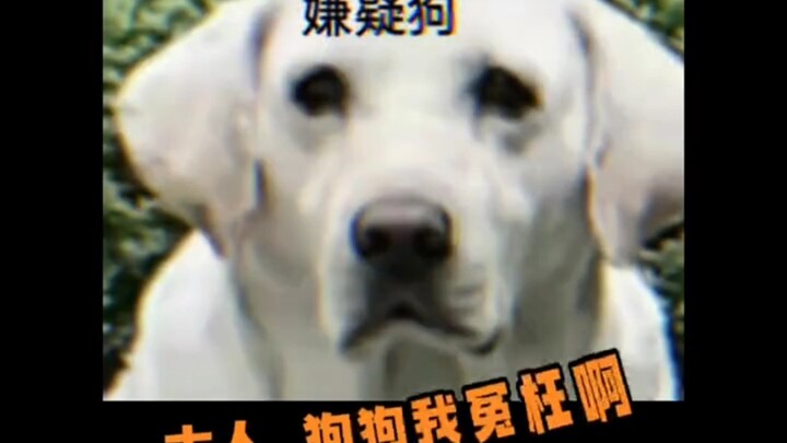 Everyone, please keep your dogs on a leash when you take them for a walk!! #Dogs #CivilizedDogOwners